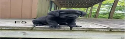 Labrador Retriever dogs for sale: Labrador Retriever 5 - Ad 2
