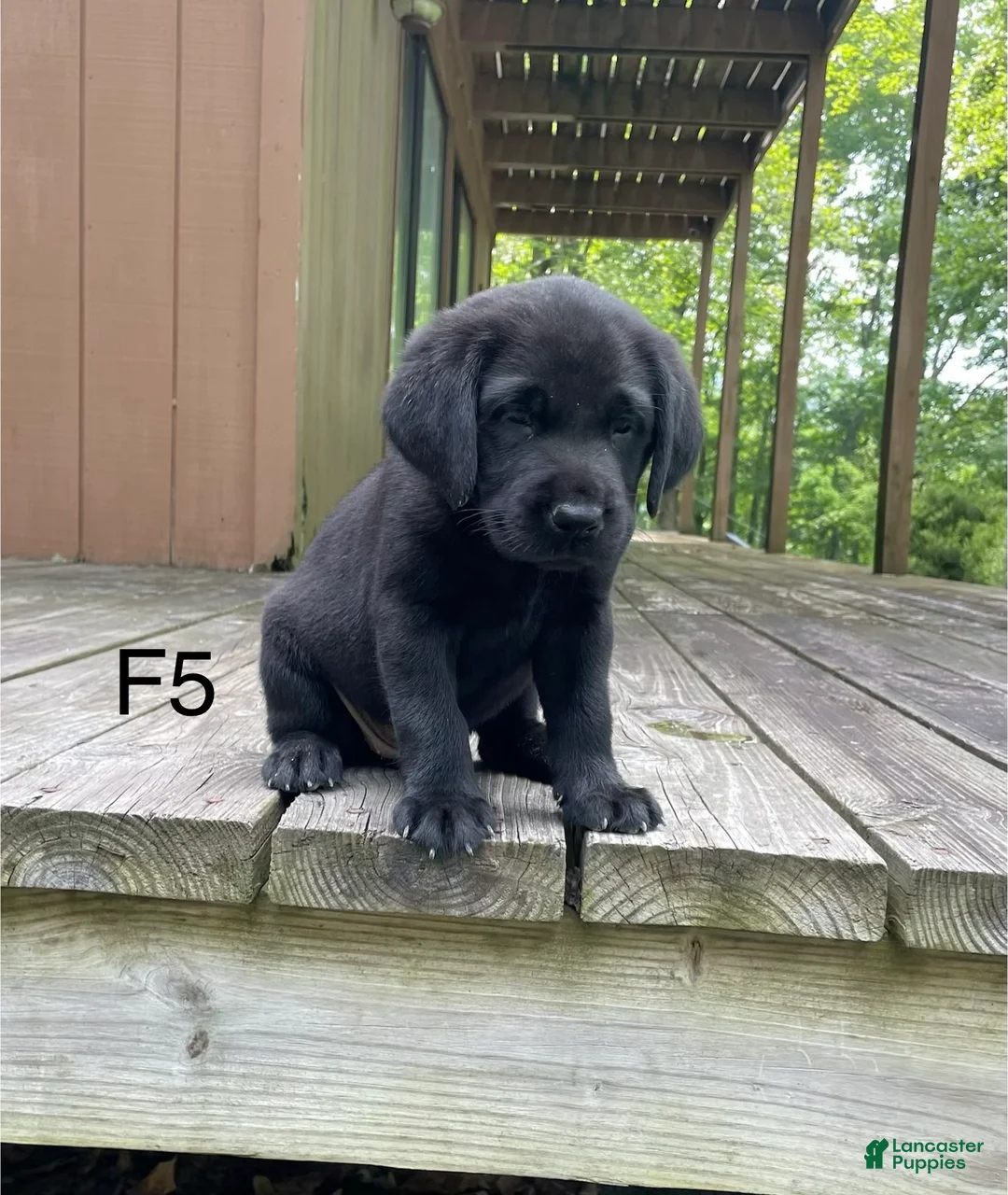 Labrador Retriever dogs for sale: Labrador Retriever 5 - Ad 2