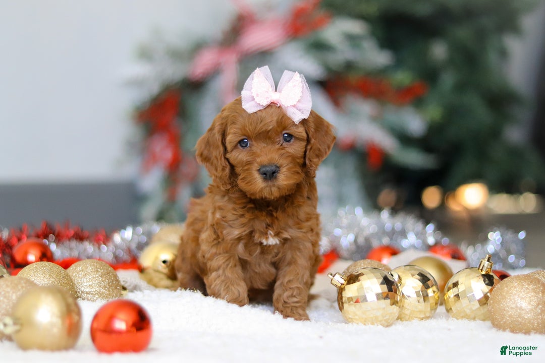 Cockapoo dogs for sale: Tammy - Ad 1