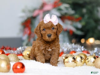 Cockapoo dogs Tammy - Ad 19