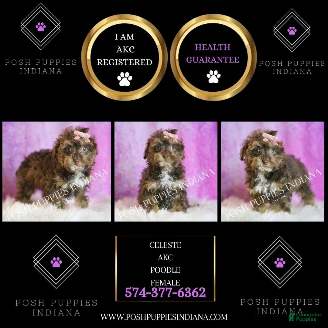 Toy Poodle dogs for sale: Celeste - Ad 2