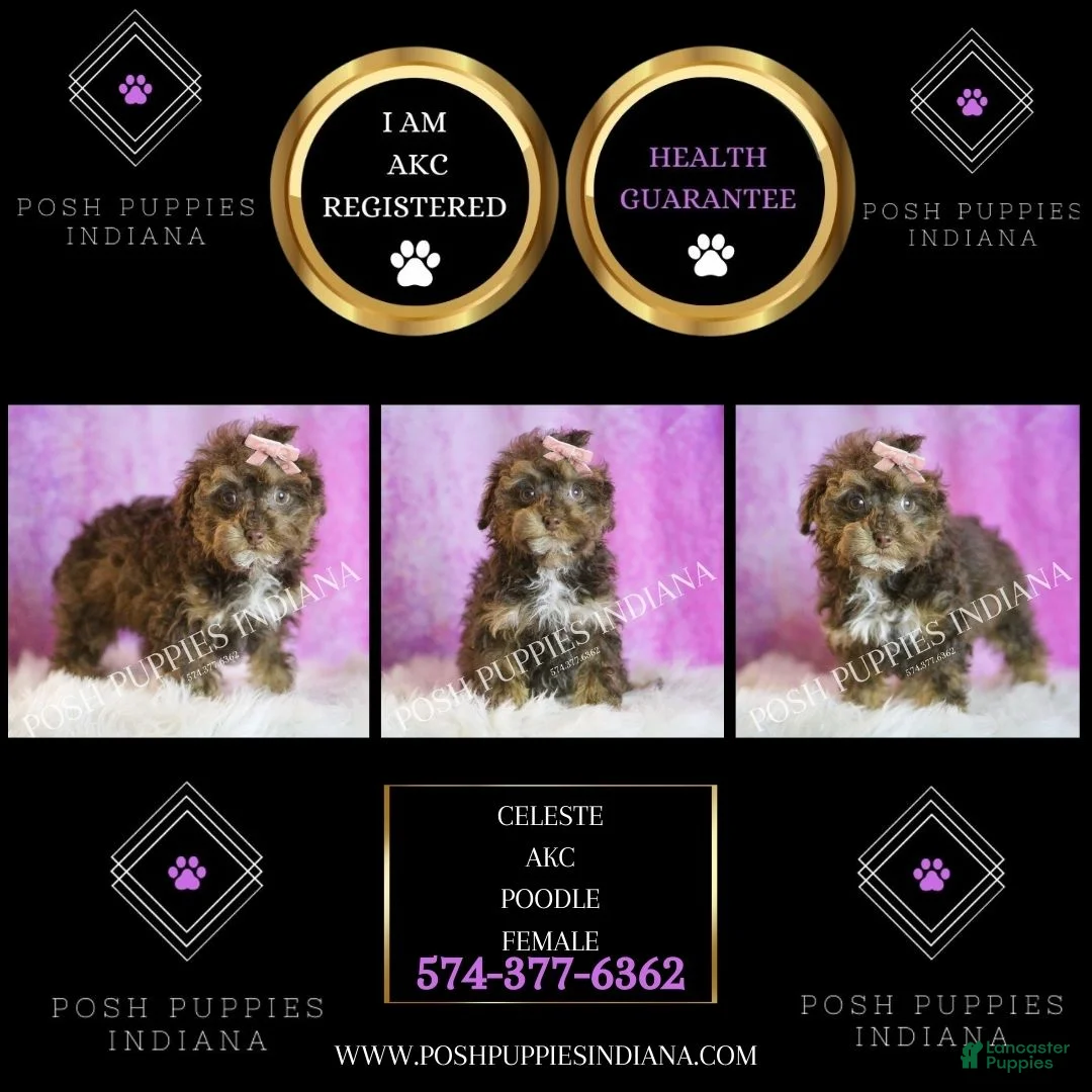 Toy Poodle dogs for sale: Celeste - Ad 2