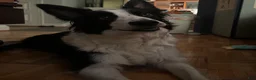 Border Collie dogs for sale: Faye - Ad 12