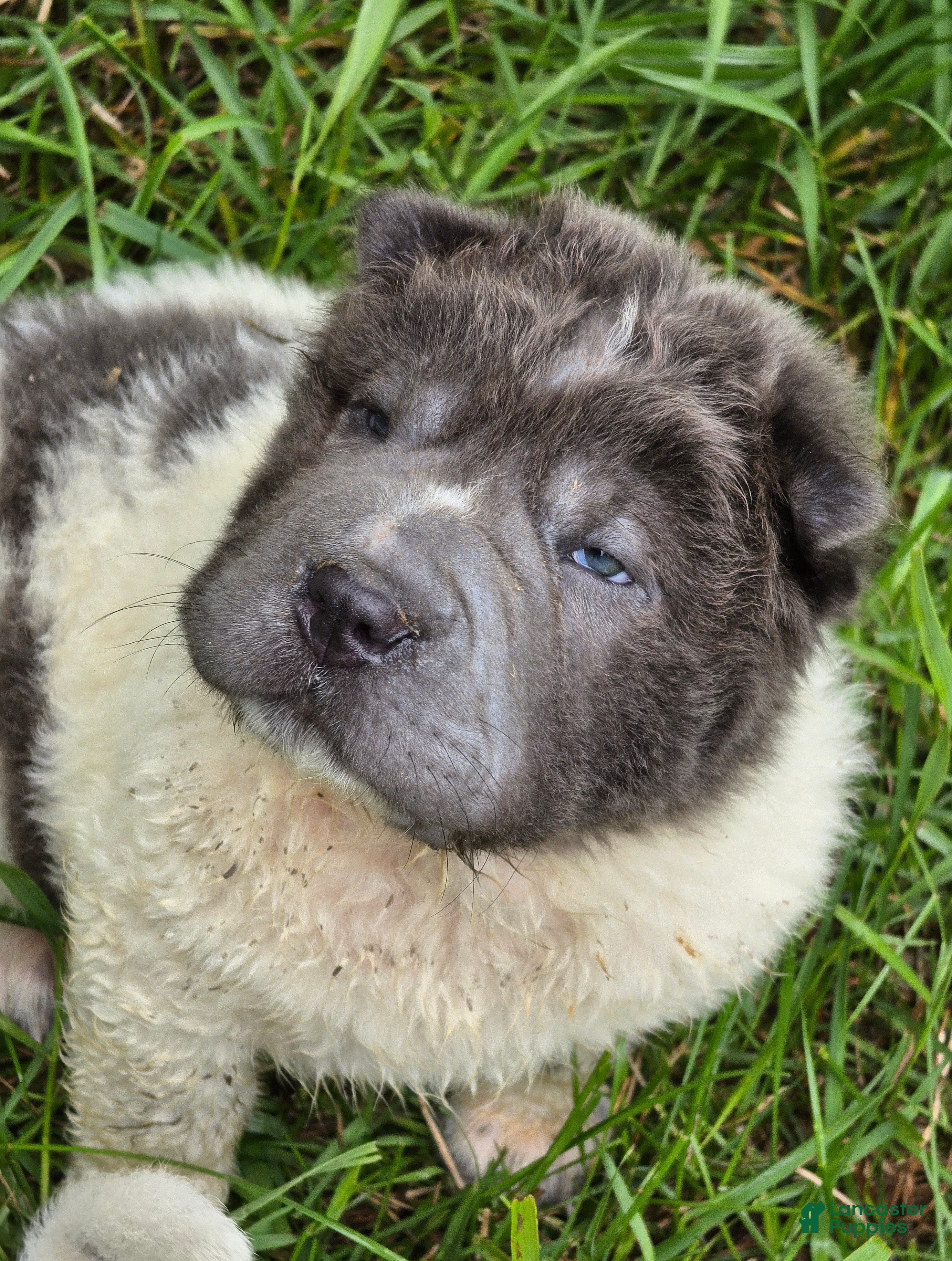 Shar Pei dogs Tiny Tom flower bear coat mini  - Ad 1