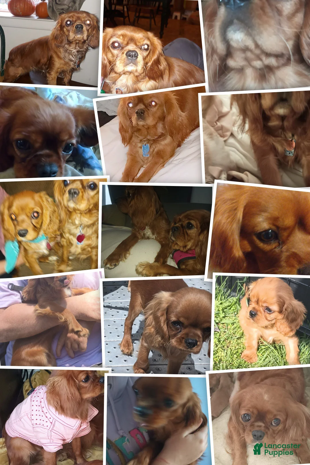Cavalier King Charles Spaniel dogs for sale: Cavalier King Charles Spaniel Puppy 1 - Ad 3