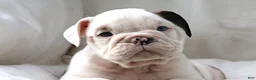 English Bulldog dogs for sale: Maestro - Ad 5