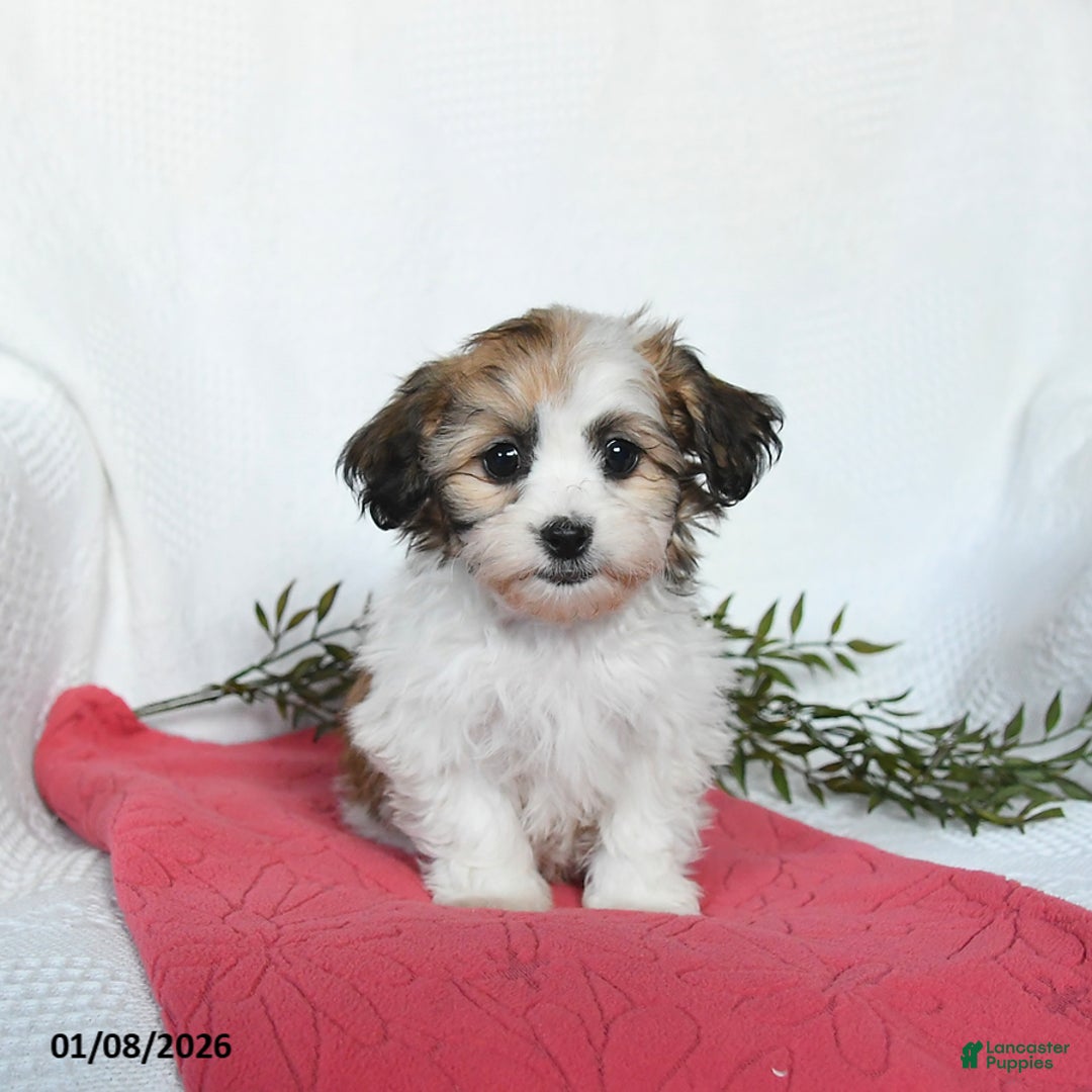 Teddy Bear dogs for sale: May   - Ad 2