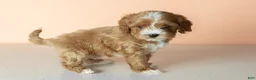 Cavapoo dogs for sale: Sadie - Ad 5