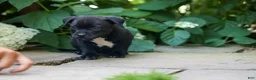 Staffordshire Bull Terrier dogs for sale: Maverick🩵 - Ad 3