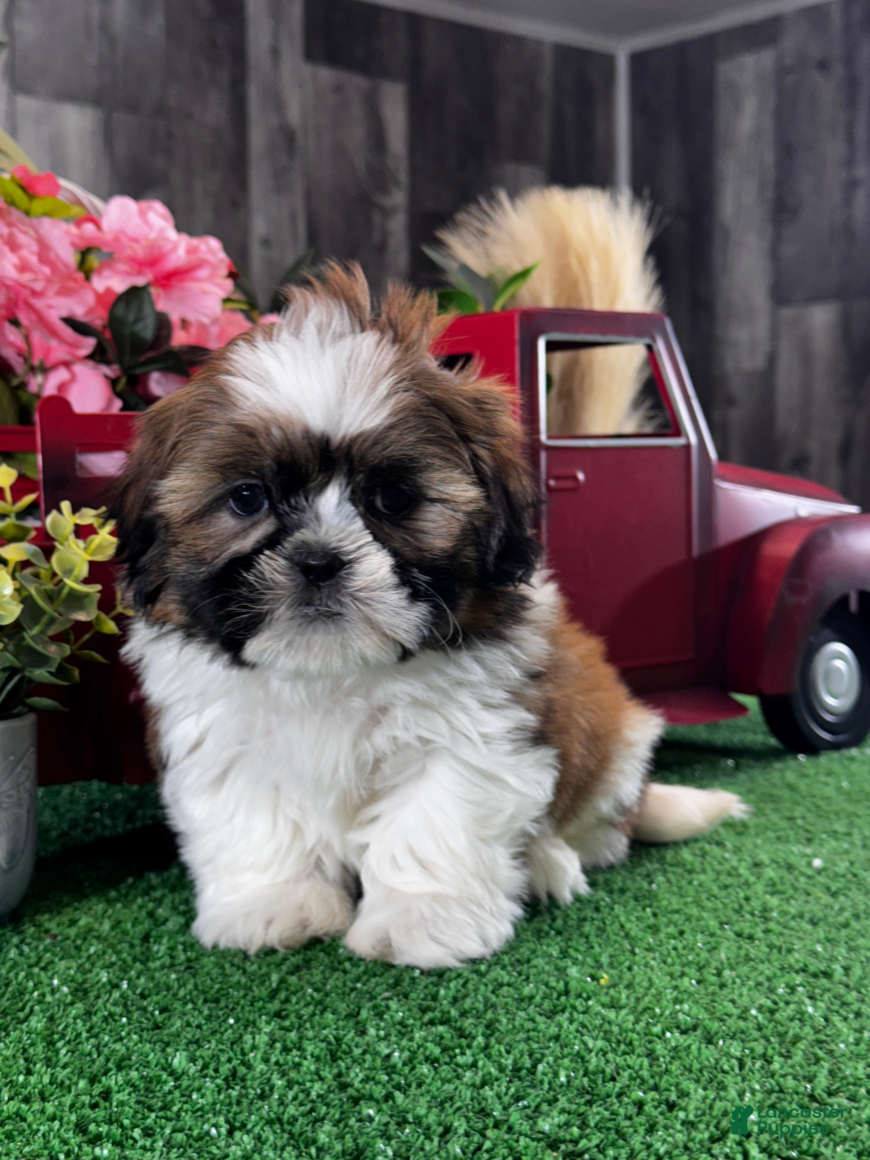 Shih Tzu dogs Simba - Ad 15