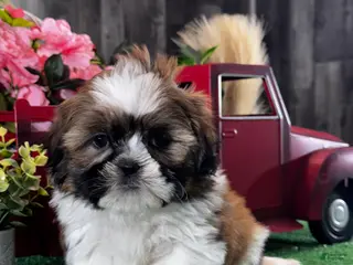Shih Tzu dogs Simba - Ad 15