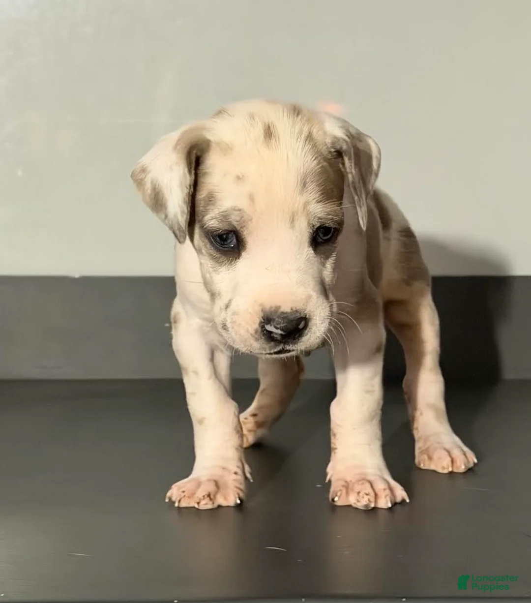 Great Dane dogs for sale: Teeny Tot - Ad 3