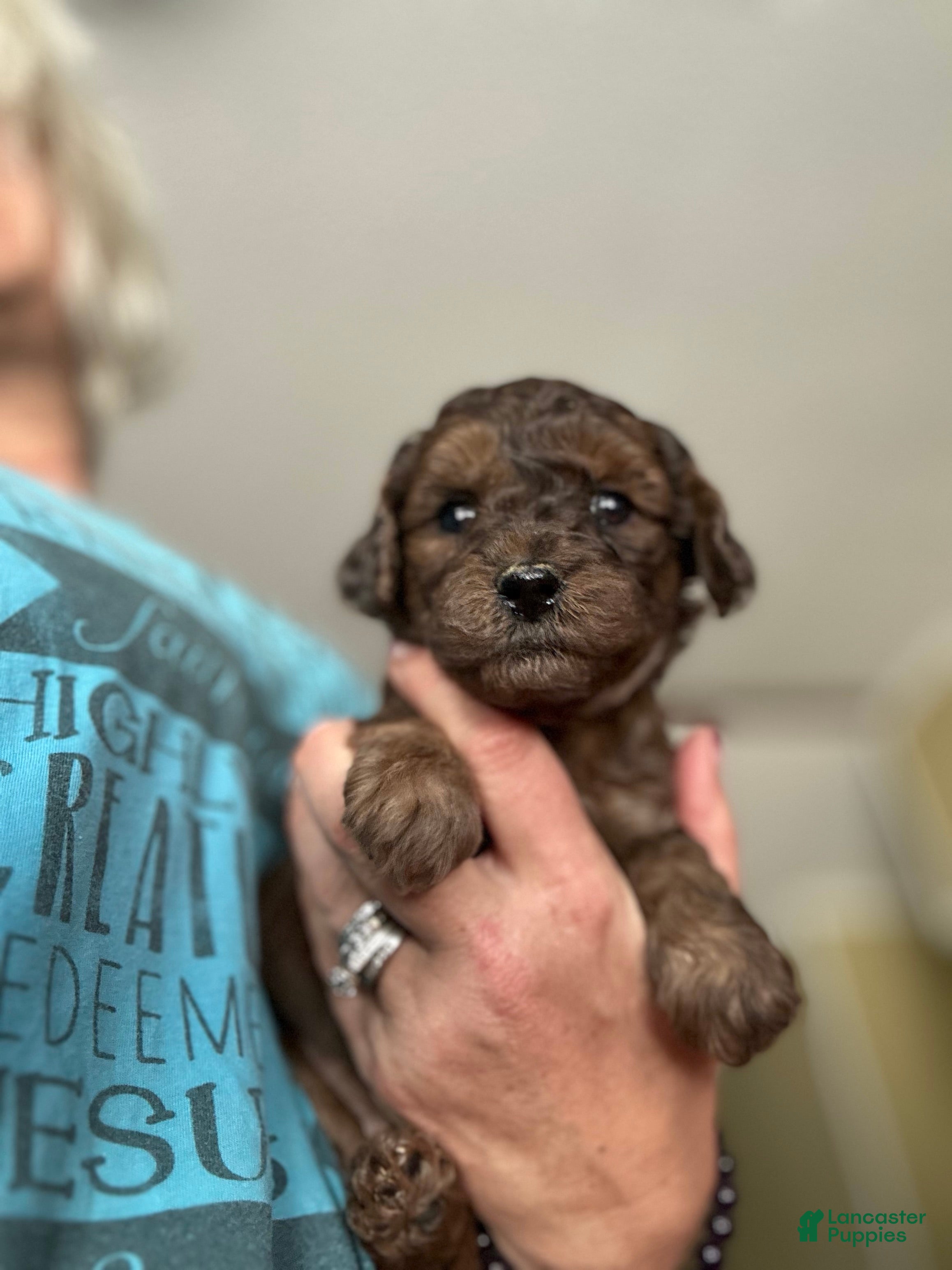 Mini Goldendoodle dogs Cumin - Ad 29