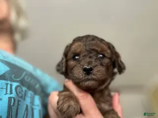 Mini Goldendoodle dogs Cumin - Ad 29