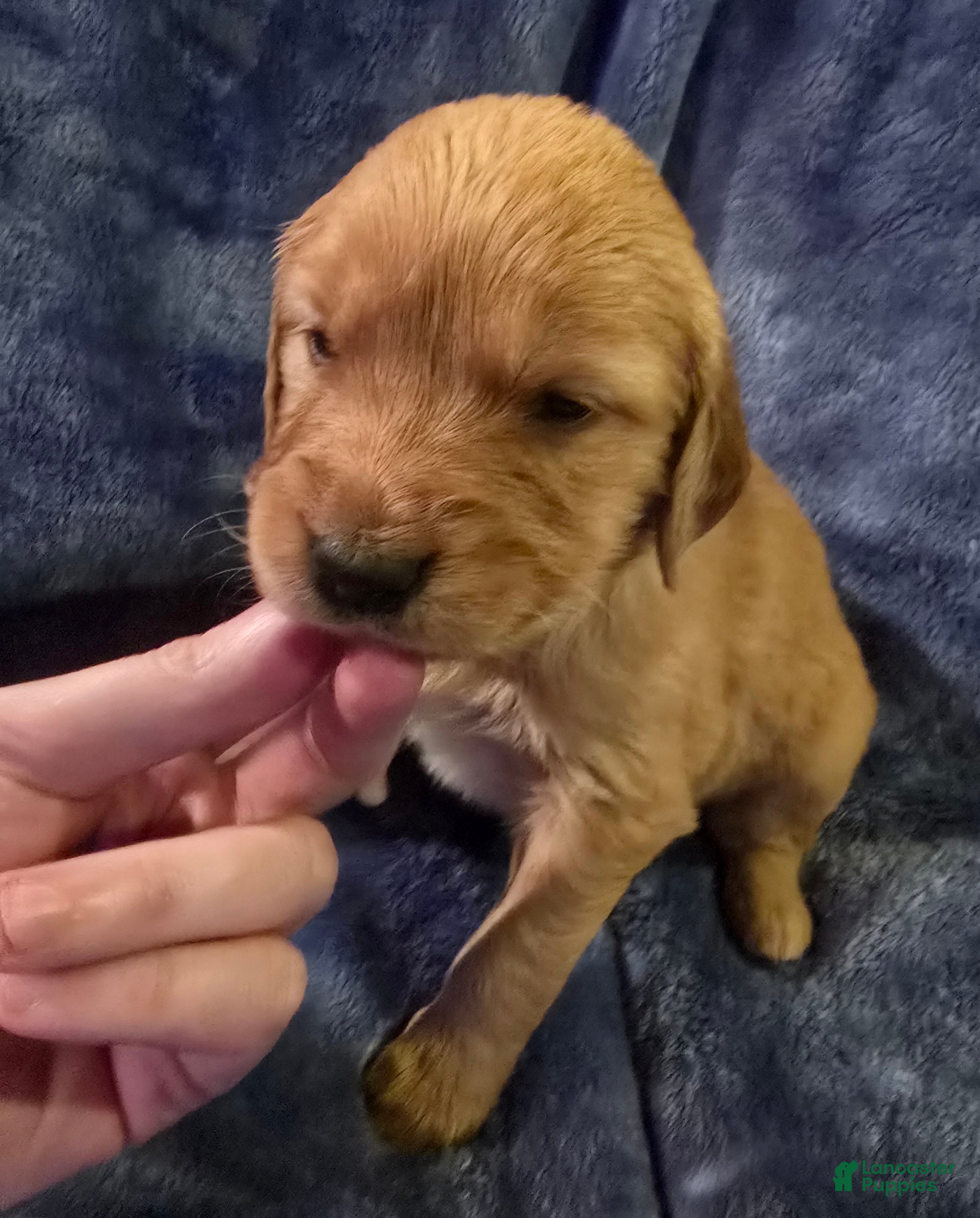 Golden Retriever dogs White Girl - Ad 7