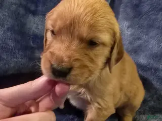 Golden Retriever dogs White Girl - Ad 7