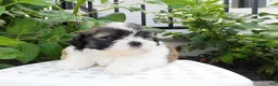 Teddy Bear dogs for sale: Prince - Ad 4