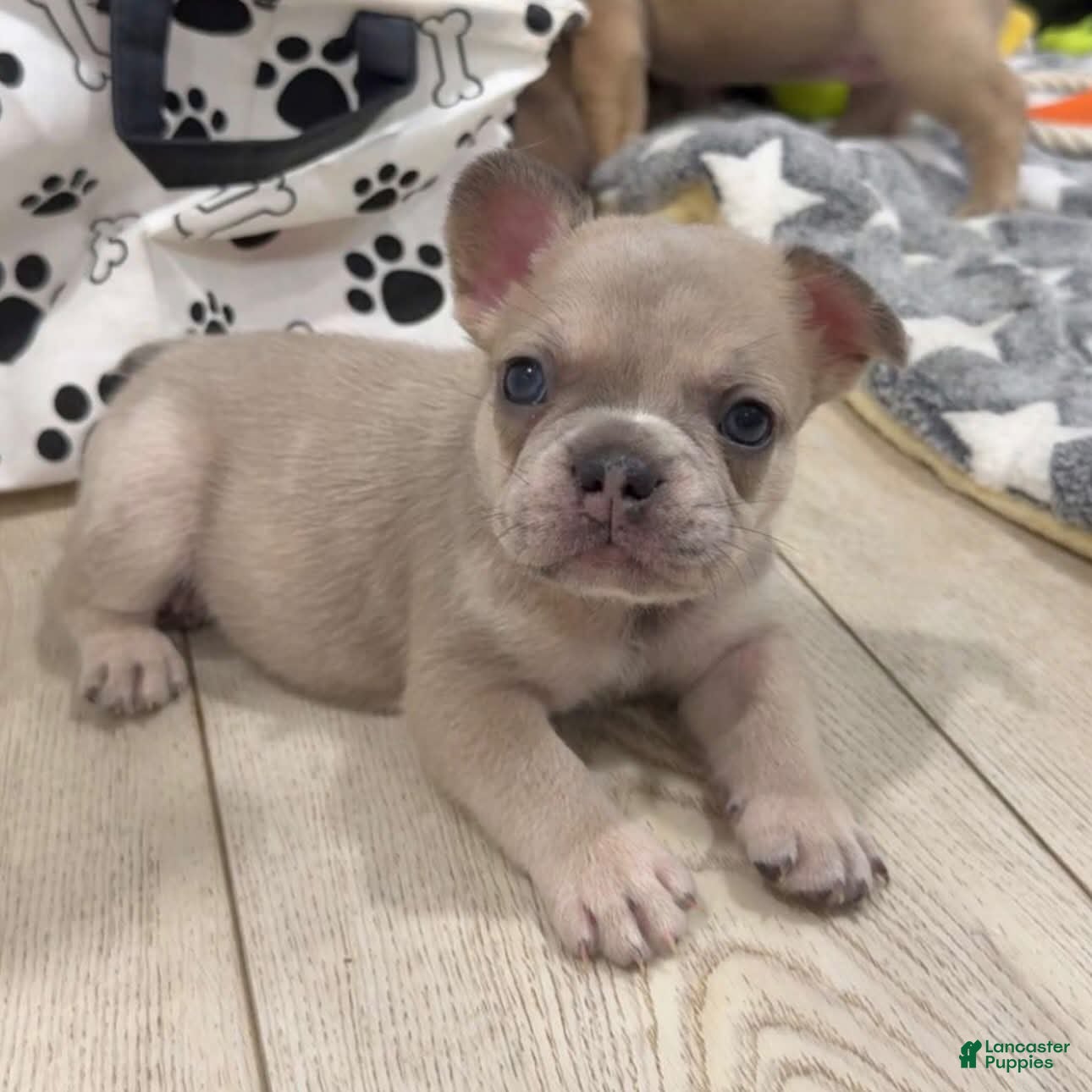 French Bulldog dogs for sale: Eddie - Ad 3