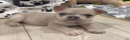 French Bulldog dogs for sale: Eddie - Ad 1