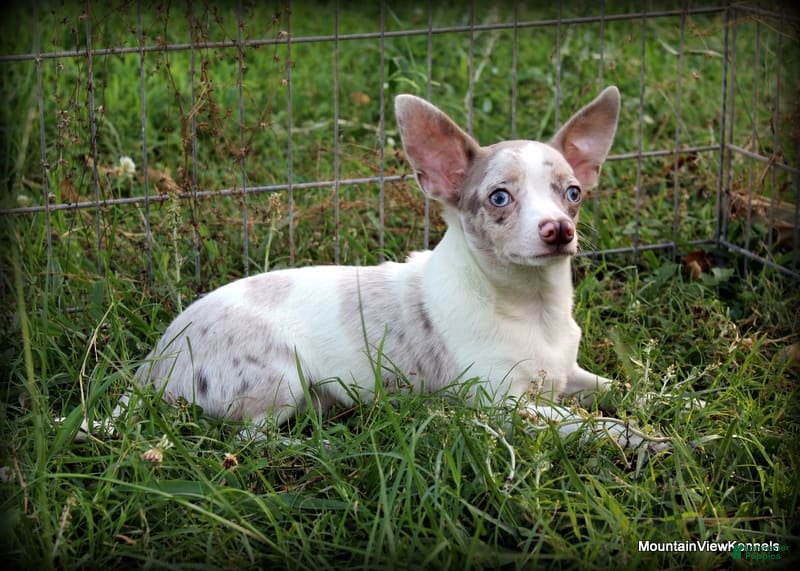 Chihuahua dogs Merle Caleb - Ad 40