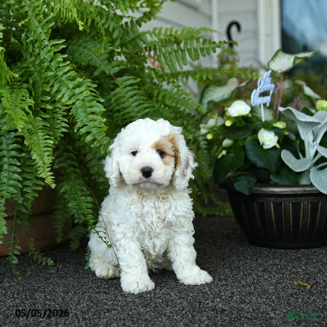 Cockapoo dogs for sale: Cash - Ad 1
