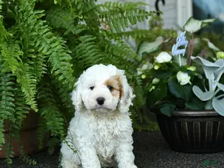 Cockapoo dogs for sale: Cash - Ad 2