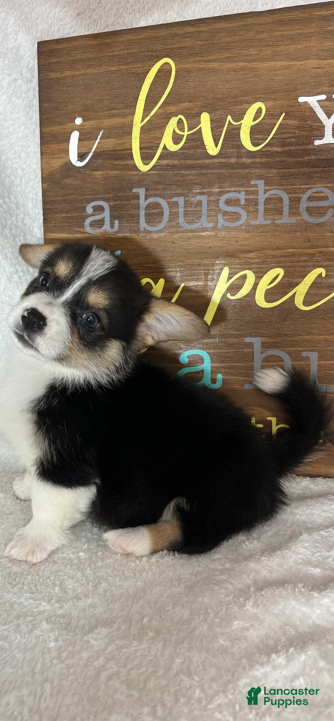 Welsh Corgi Pembroke dogs for sale: Chico - Ad 2