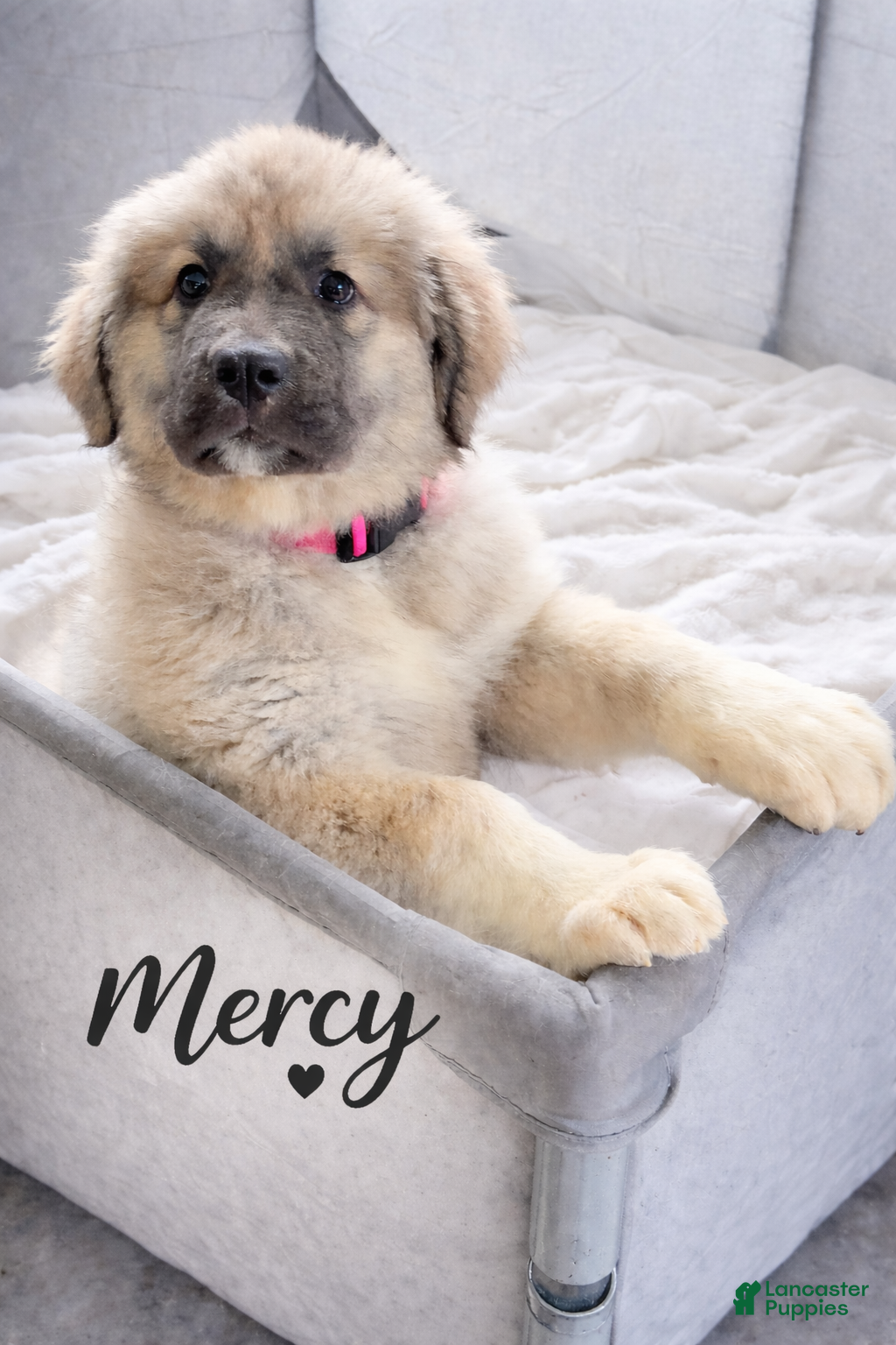 Caucasian Shepherd Dog dogs Caucasian Shepherd Dog Puppy  - Ad 1