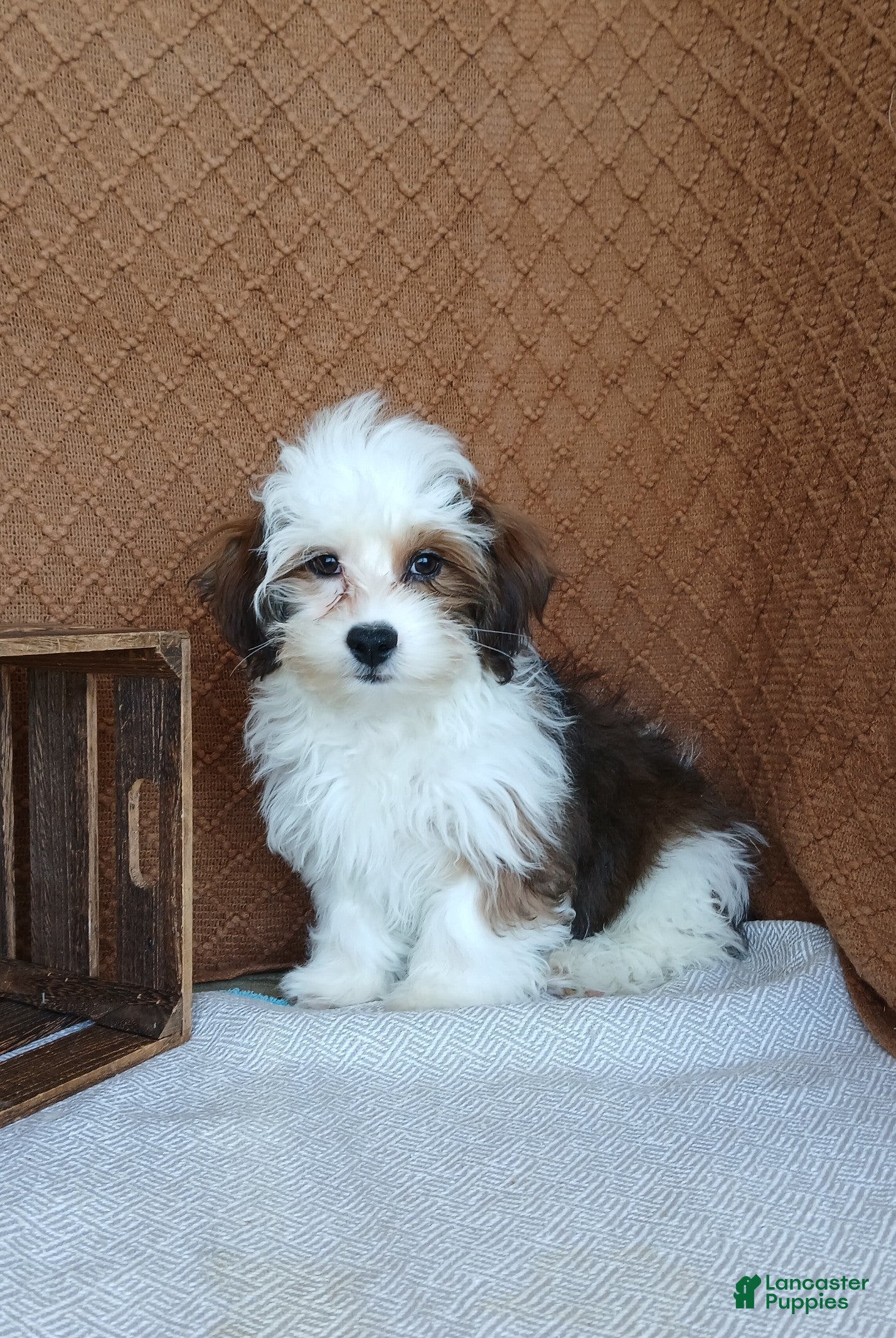 Havanese dogs Parker  - Ad 1