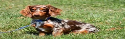 Miniature Dachshund dogs for sale: Chocolate & Tan Female - Ad 4