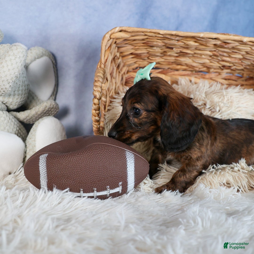 Miniature Dachshund dogs for sale: Cleo - Ad 7