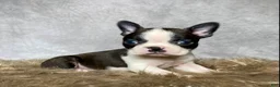Boston Terrier dogs for sale: Milo  - Ad 3