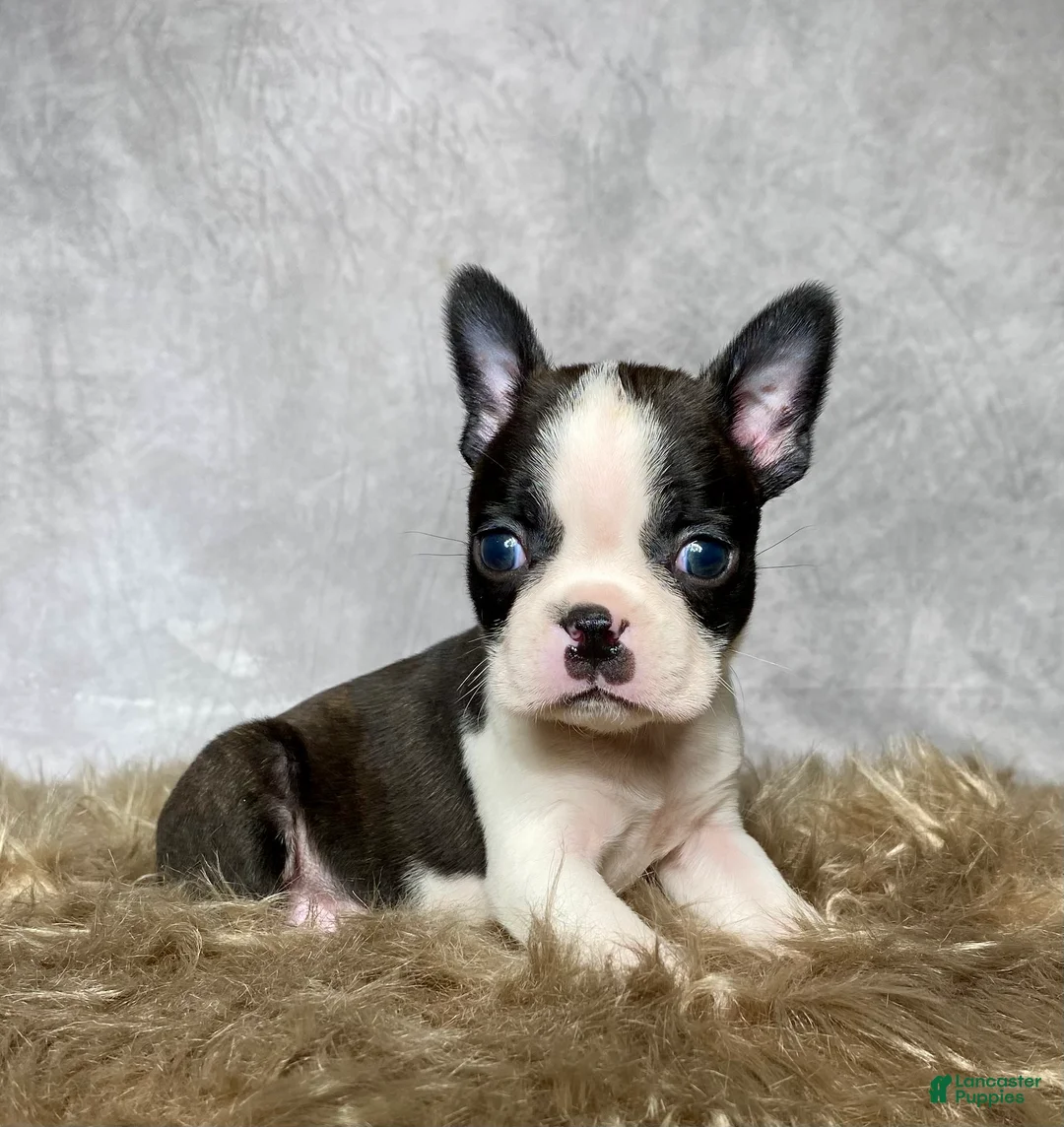 Boston Terrier dogs for sale: Milo  - Ad 3