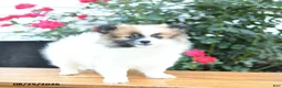 Pomeranian dogs for sale: Kathy - Ad 4
