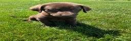 Labrador Retriever dogs for sale: Chloe - Ad 3