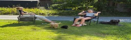 Goldendoodle dogs for sale: Collin  - Ad 10