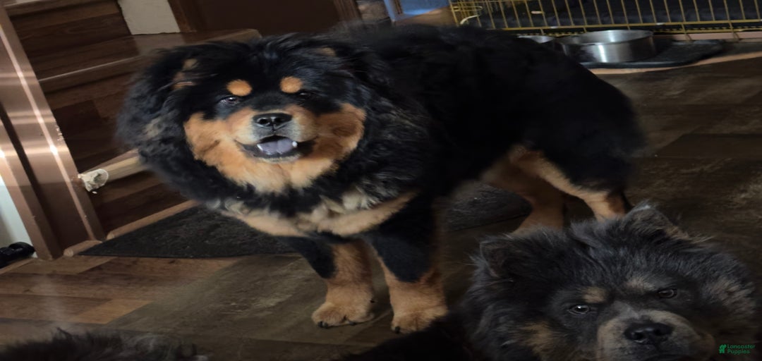 Gallery Image {{count}}