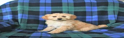Mini Goldendoodle dogs for sale: Sophie - Ad 3