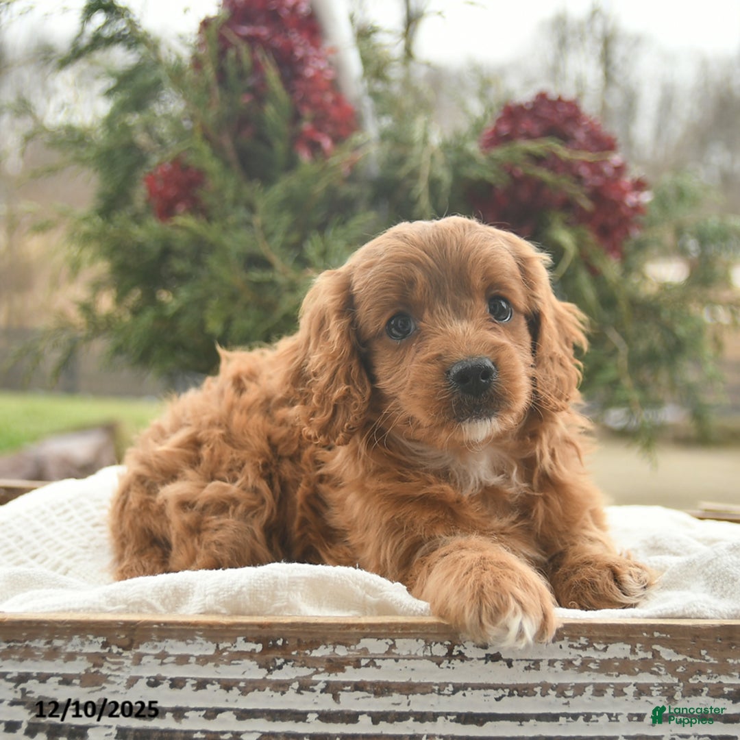 Cavapoo dogs for sale: Belle  - Ad 2