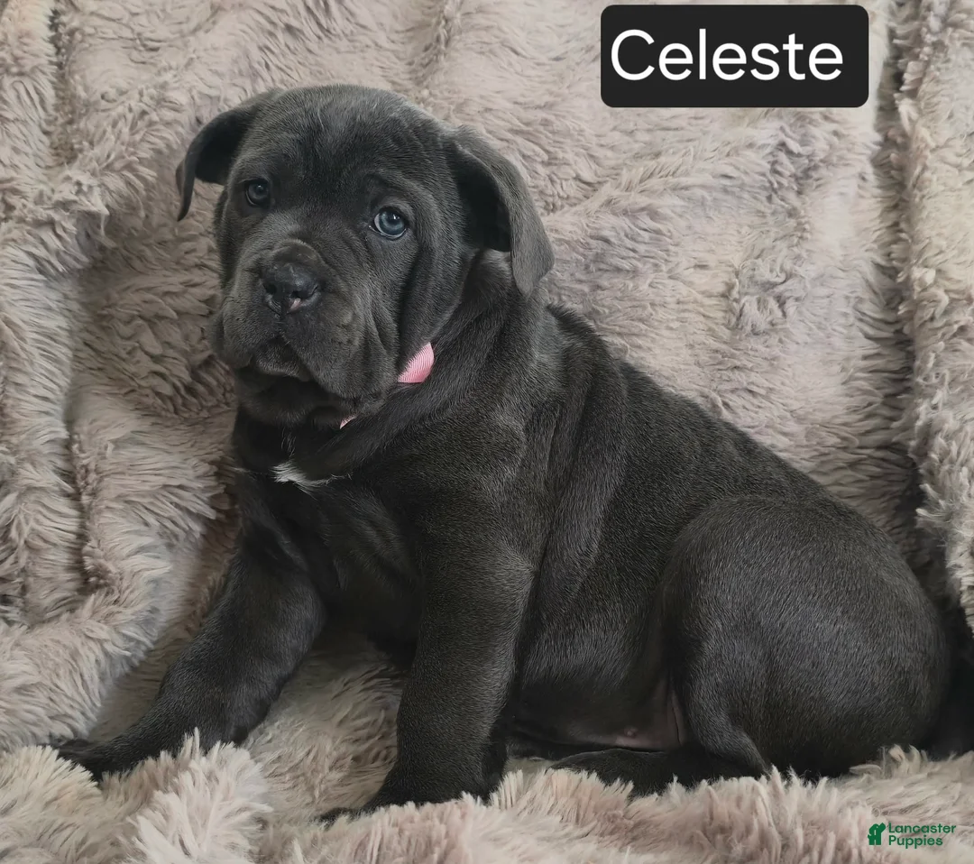 Cane Corso dogs for sale: Celeste - Ad 6