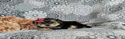 Morkie dogs for sale: Bella 7 lbs Full Grown - Ad 5