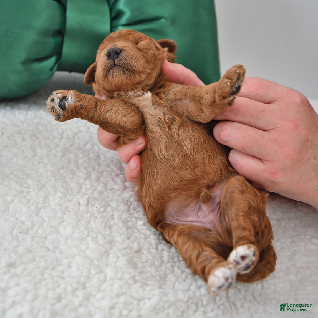 Mini Goldendoodle dogs for sale: Patches - Ad 3