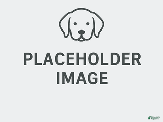 Toy Poodle dogs Boone - Ad 1