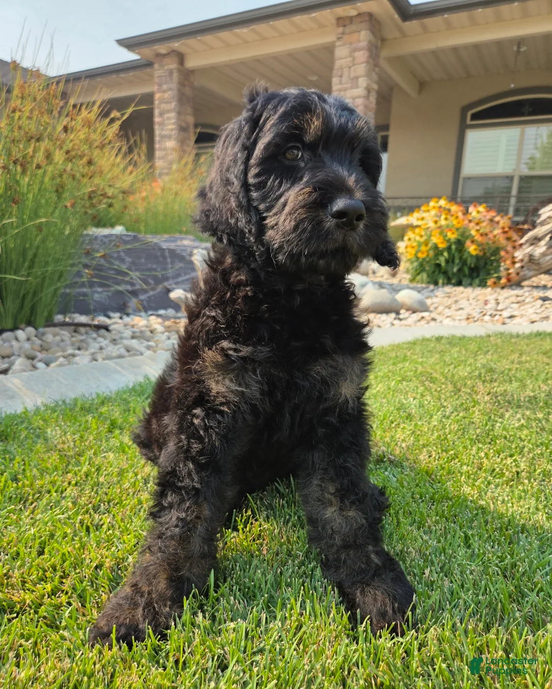 Goldendoodle dogs for sale: Jasper - Ad 2