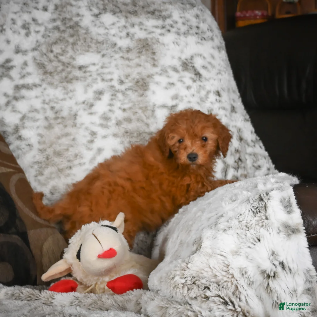 Cavapoo dogs for sale: Callie - Ad 3