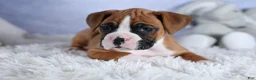 Boxer dogs for sale: Sawyer - Ad 17