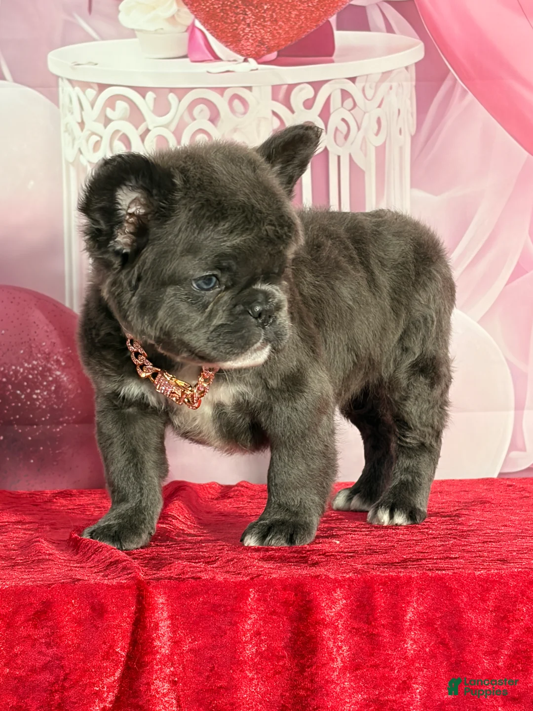 French Bulldog dogs for sale: Marcie  - Ad 2