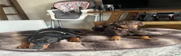 Doberman Pinscher dogs for sale: Doberman Pinscher 2 - Ad 3