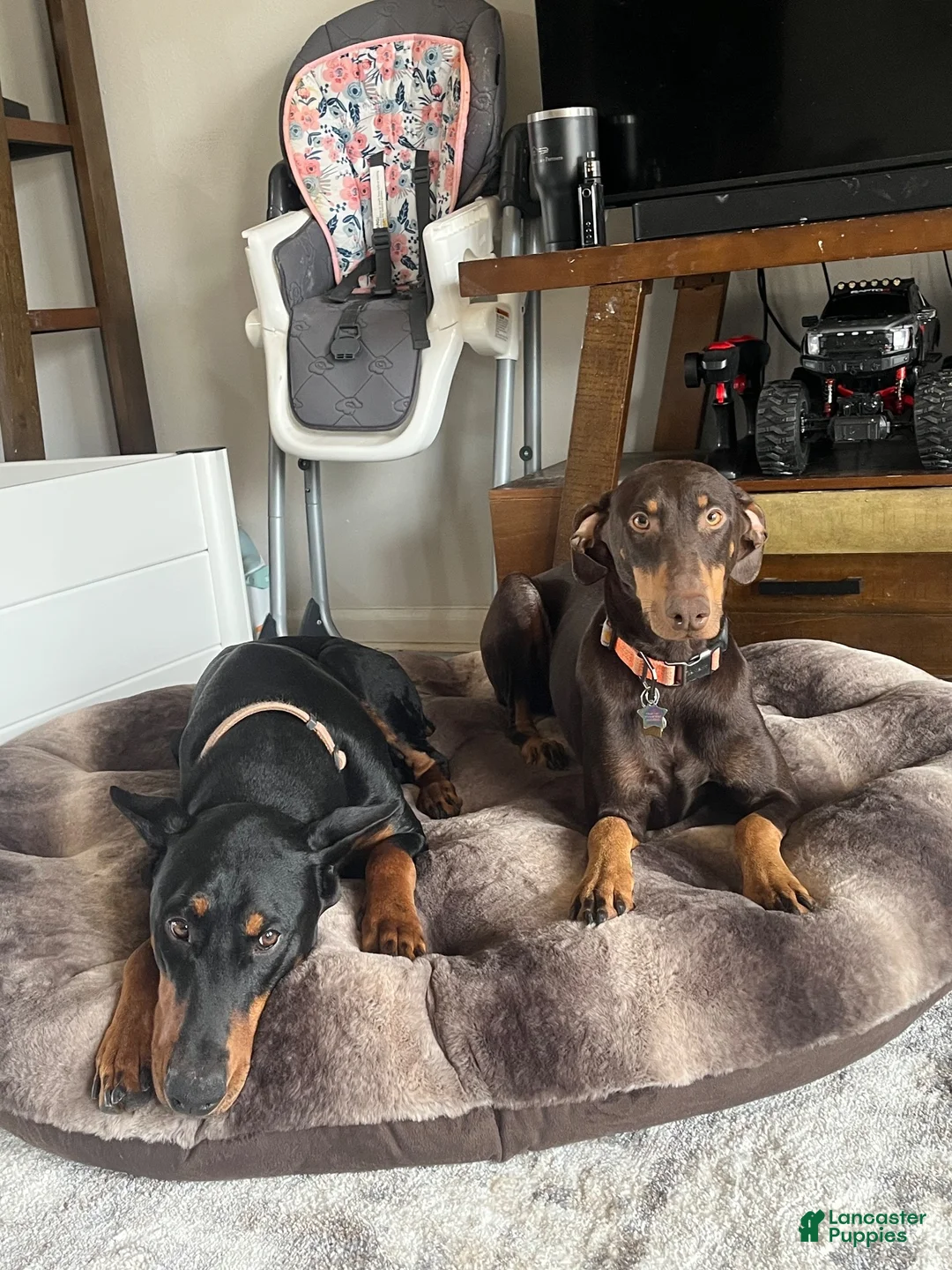 Doberman Pinscher dogs for sale: Doberman Pinscher 2 - Ad 3