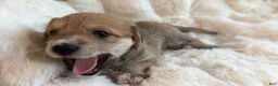 Mixed Breed dogs for sale: Leo  - Ad 4